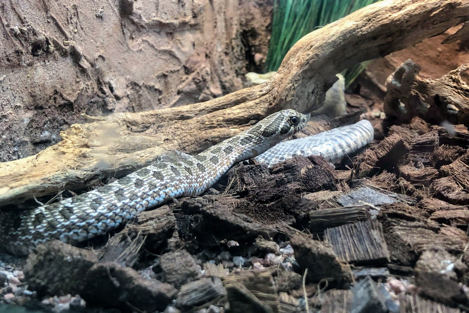 Plains Hognose Snake
