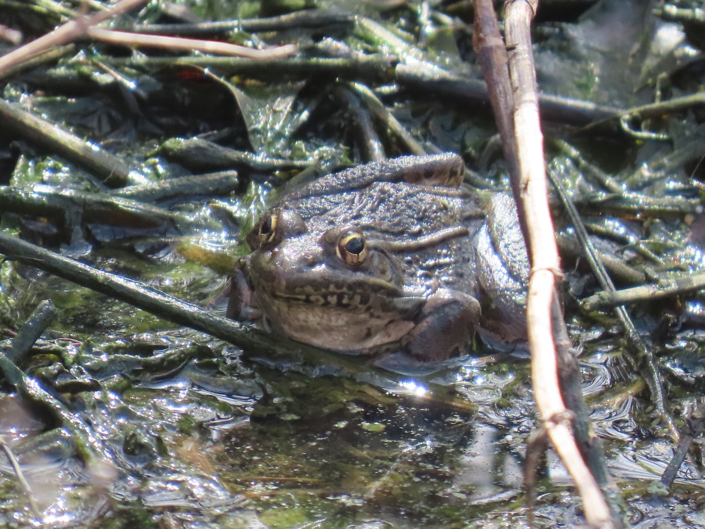 Plains Leopard Frog (Lithobates blairi)