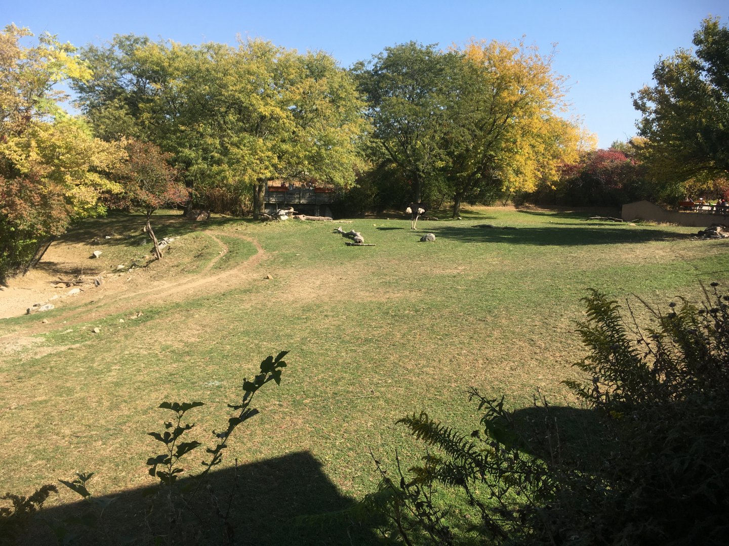 Plains - Main Savanna Overview