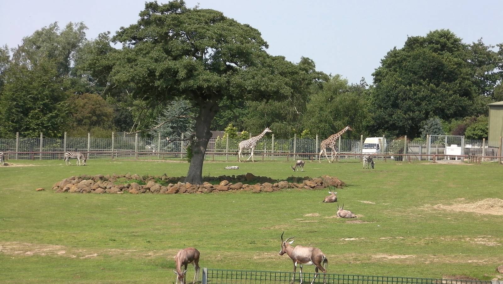 Plains of Africa - 03.08.2011