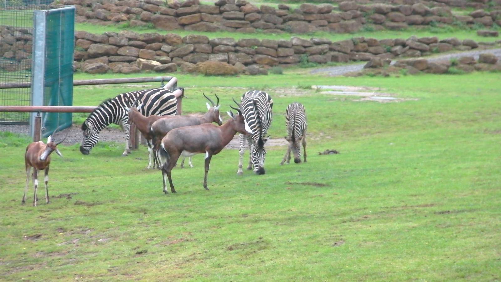 Plains of Africa - 04.08.2011