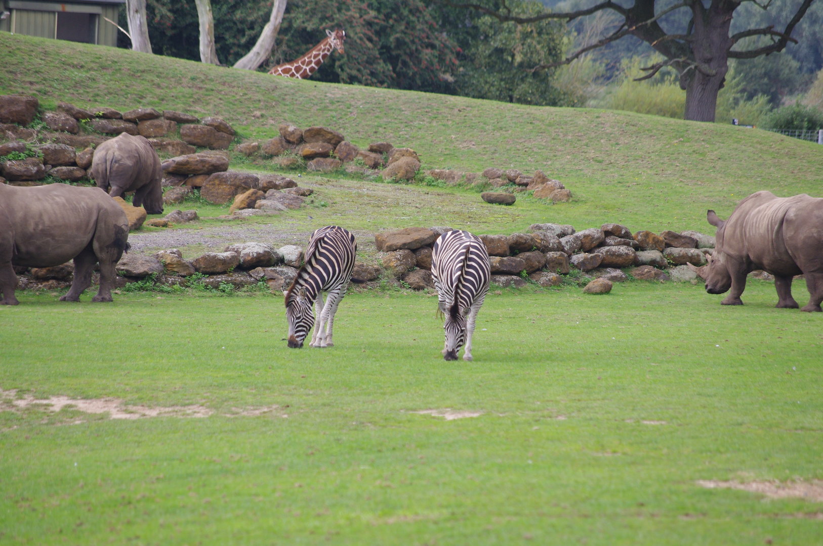 Plains of Africa- 1/10/2023