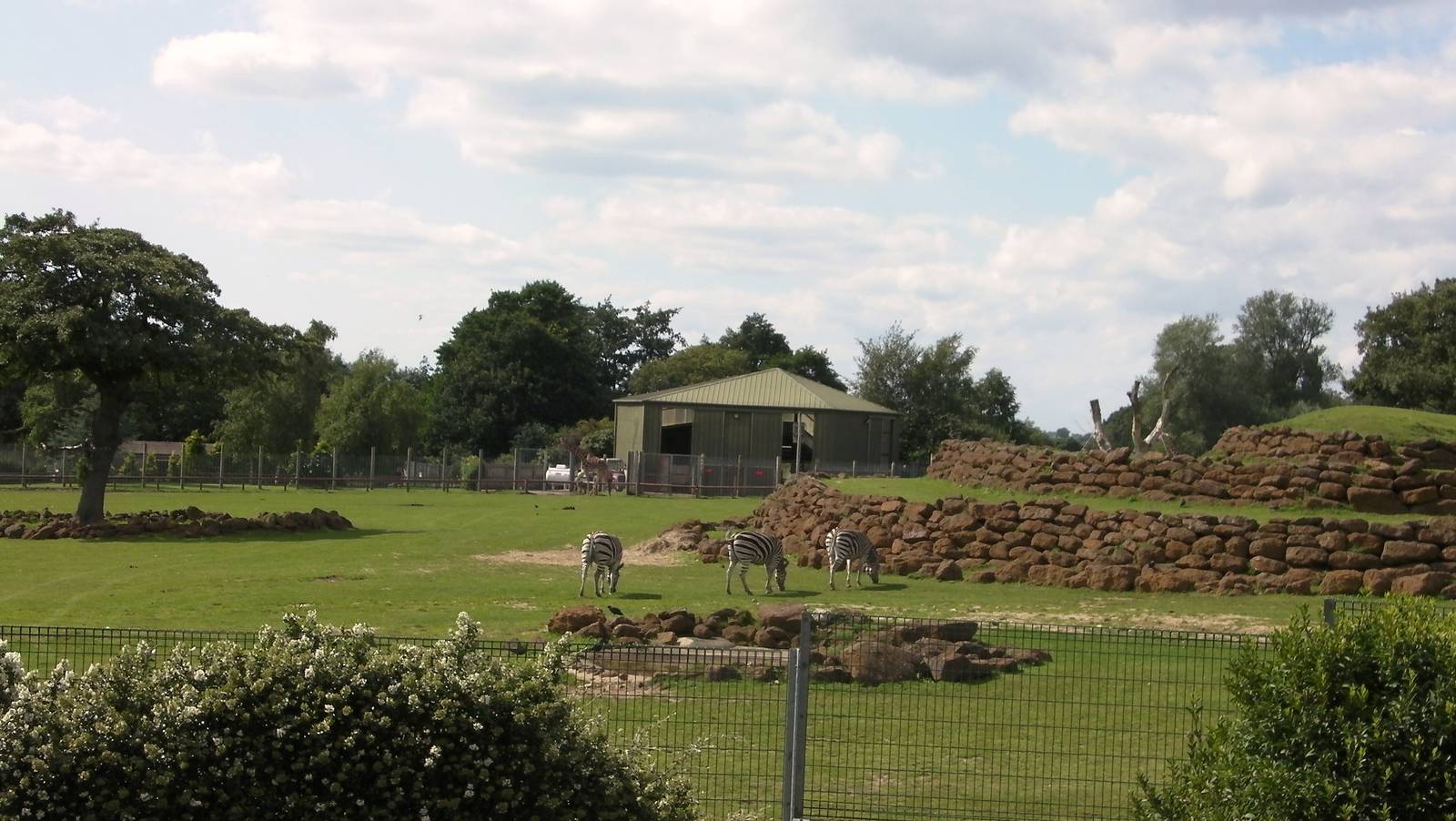 Plains of Africa - 24.07.2011