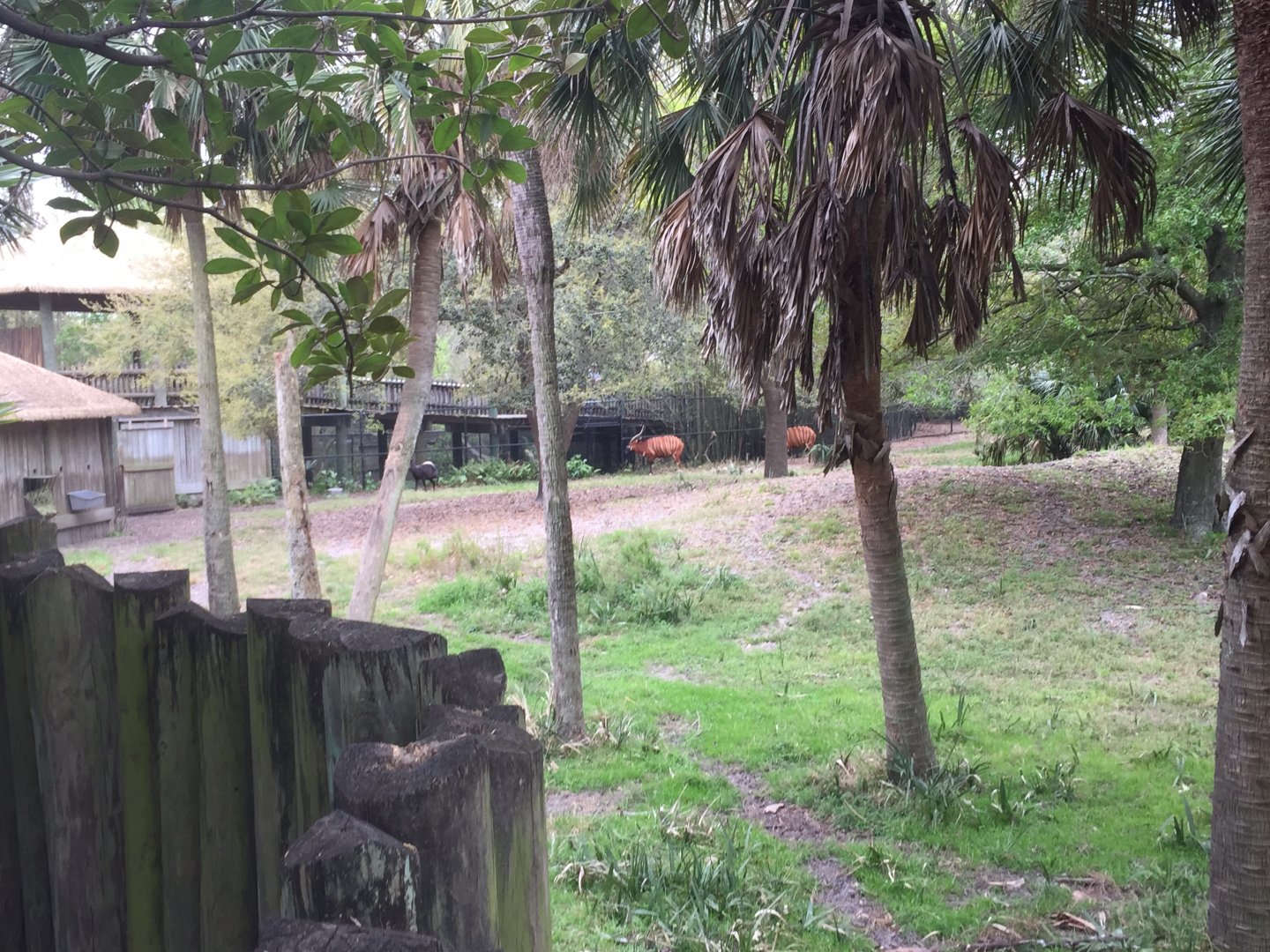 Plains of East Africa- Bongo/Yellow-Backed Duiker/Bird