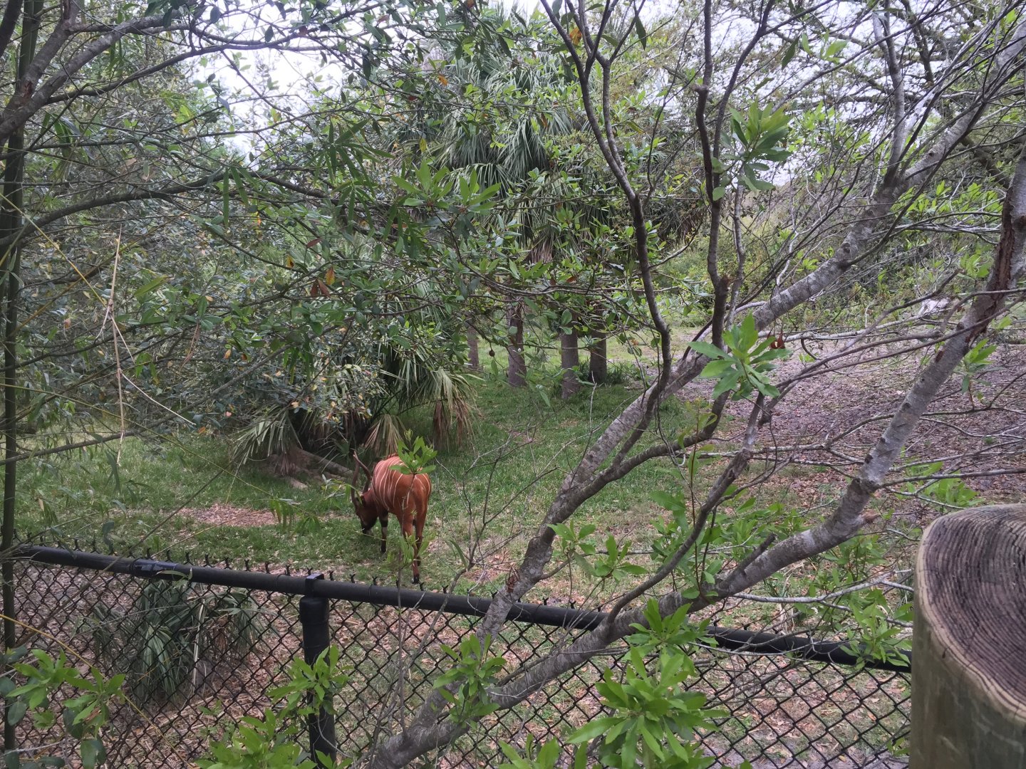 Plains of East Africa- Bongo/Yellow Backed Duiker/Birds