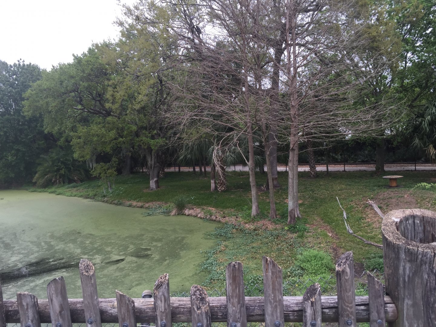 Plains of East Africa- Cheetah
