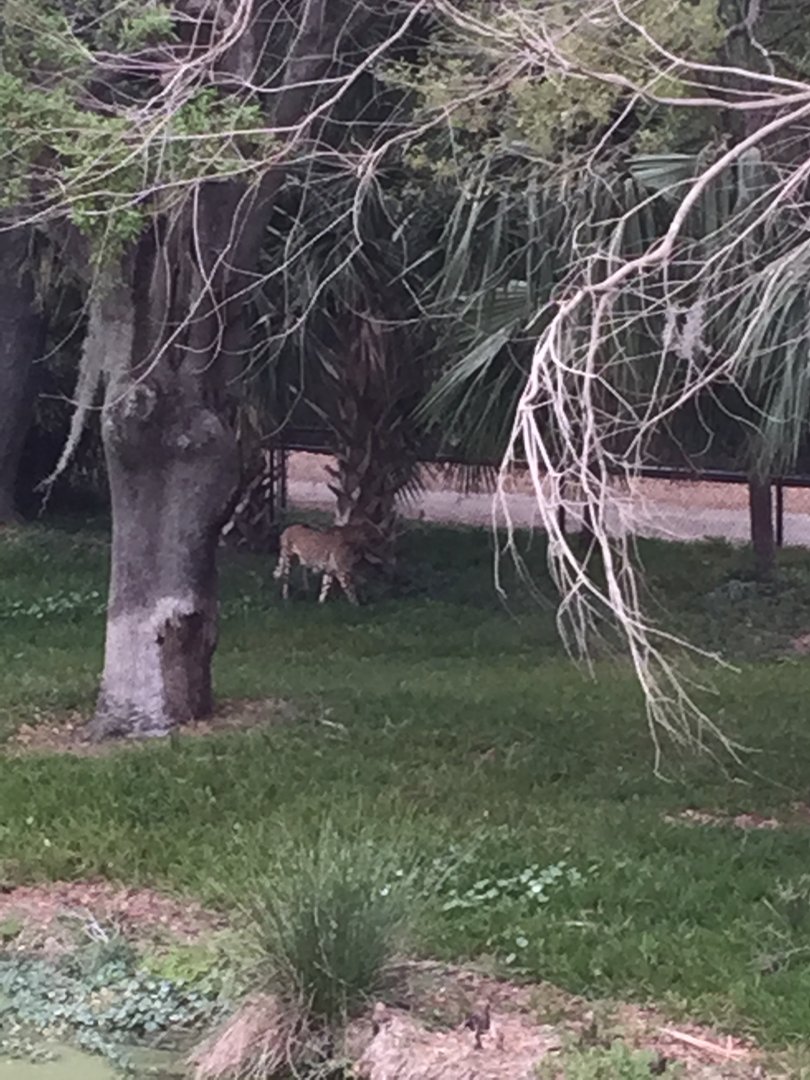 Plains of East Africa- Cheetah
