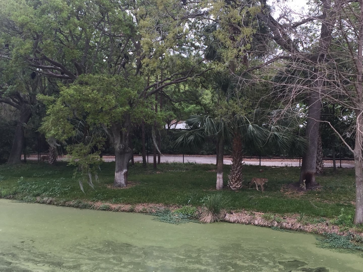 Plains of East Africa- Cheetah