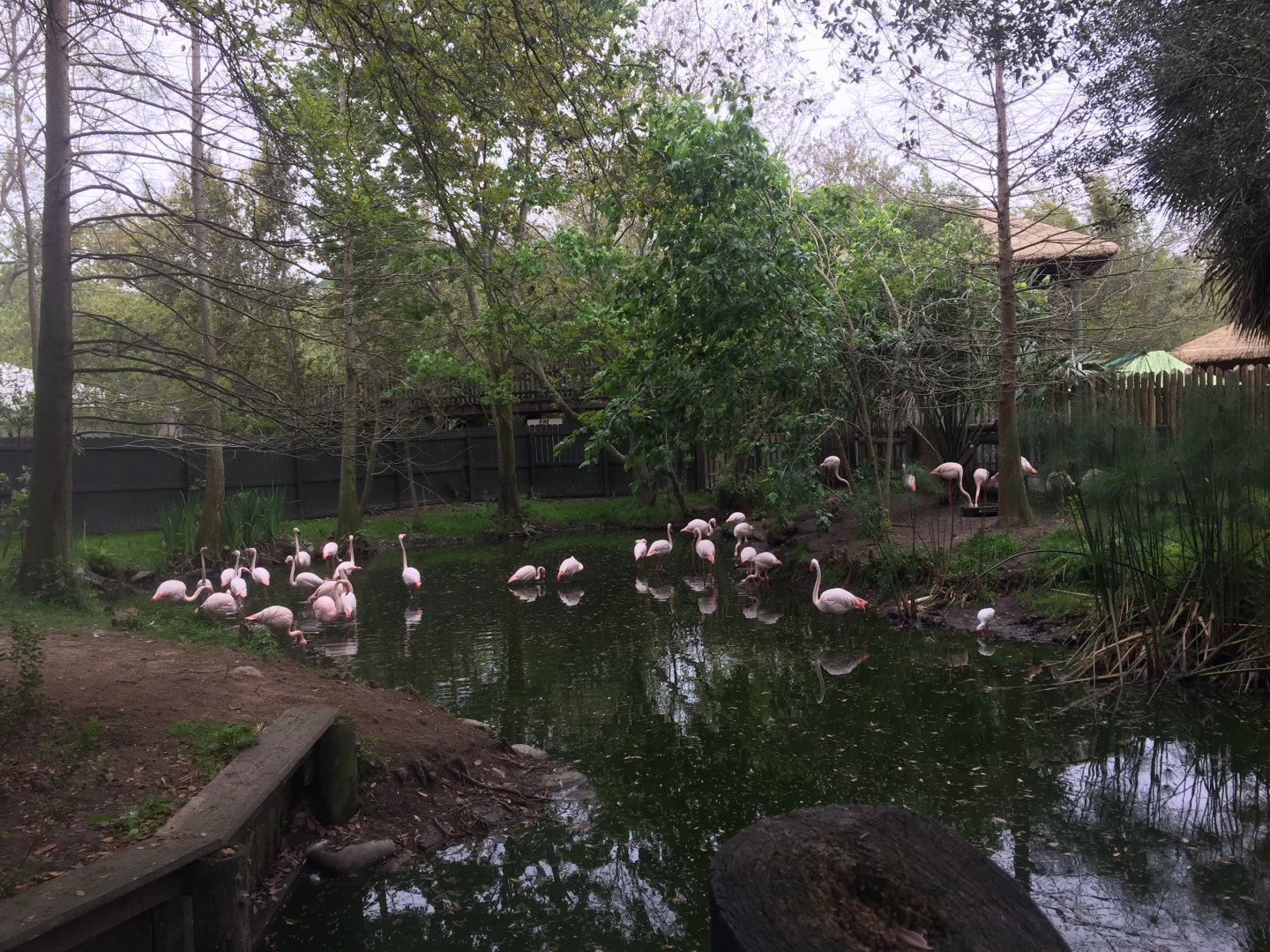 Plains of East Africa- Flamingo (Former Nile Crocodile Exhibit)