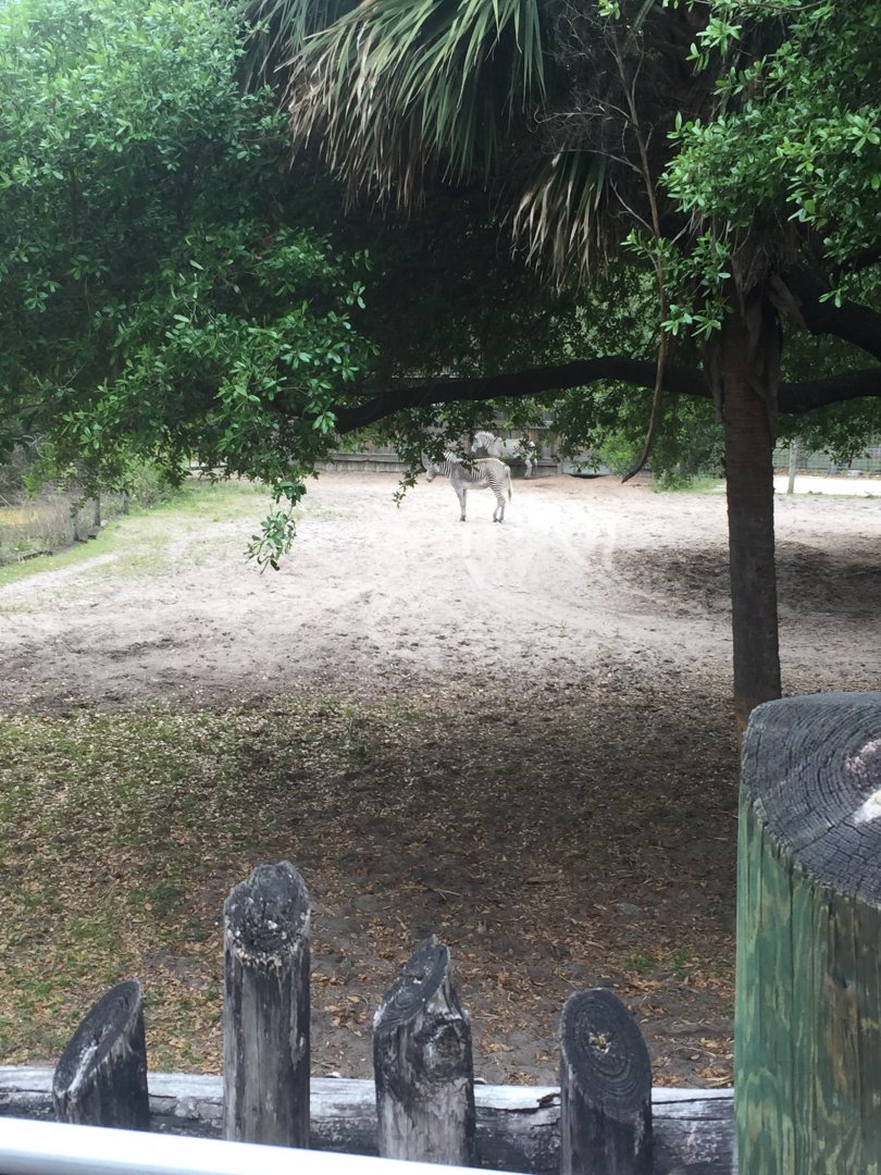 Plains of East Africa- Grevy's Zebra (Former Cape Buffalo Exhibit)