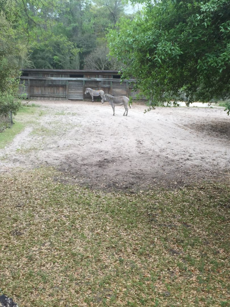 Plains of East Africa- Grevy's Zebra (Former Cape Buffalo Exhibit)