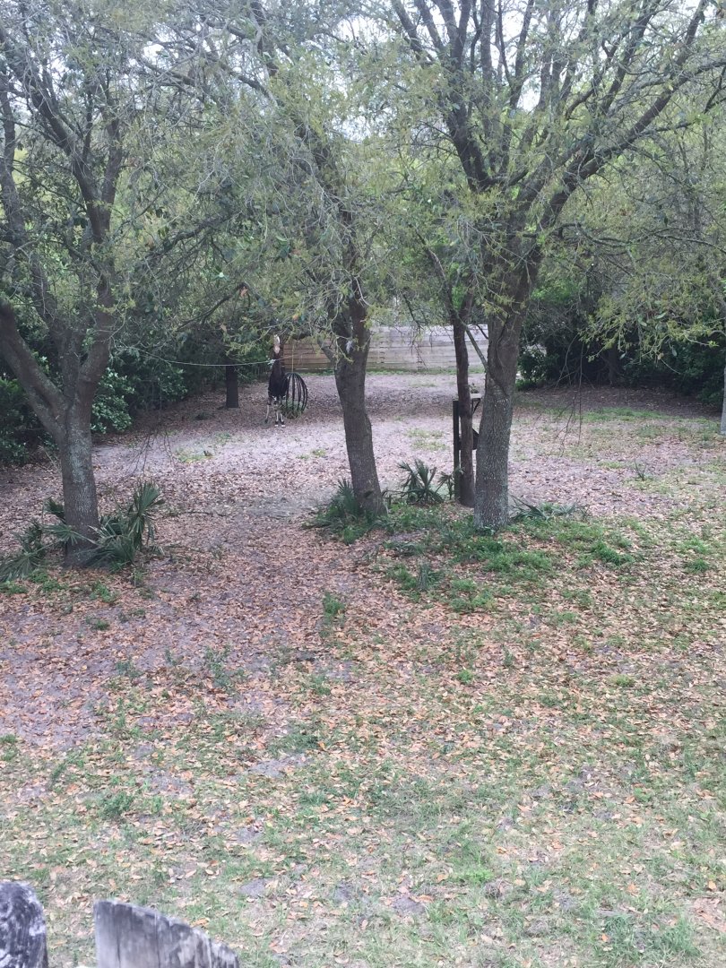 Plains of East Africa- Okapi