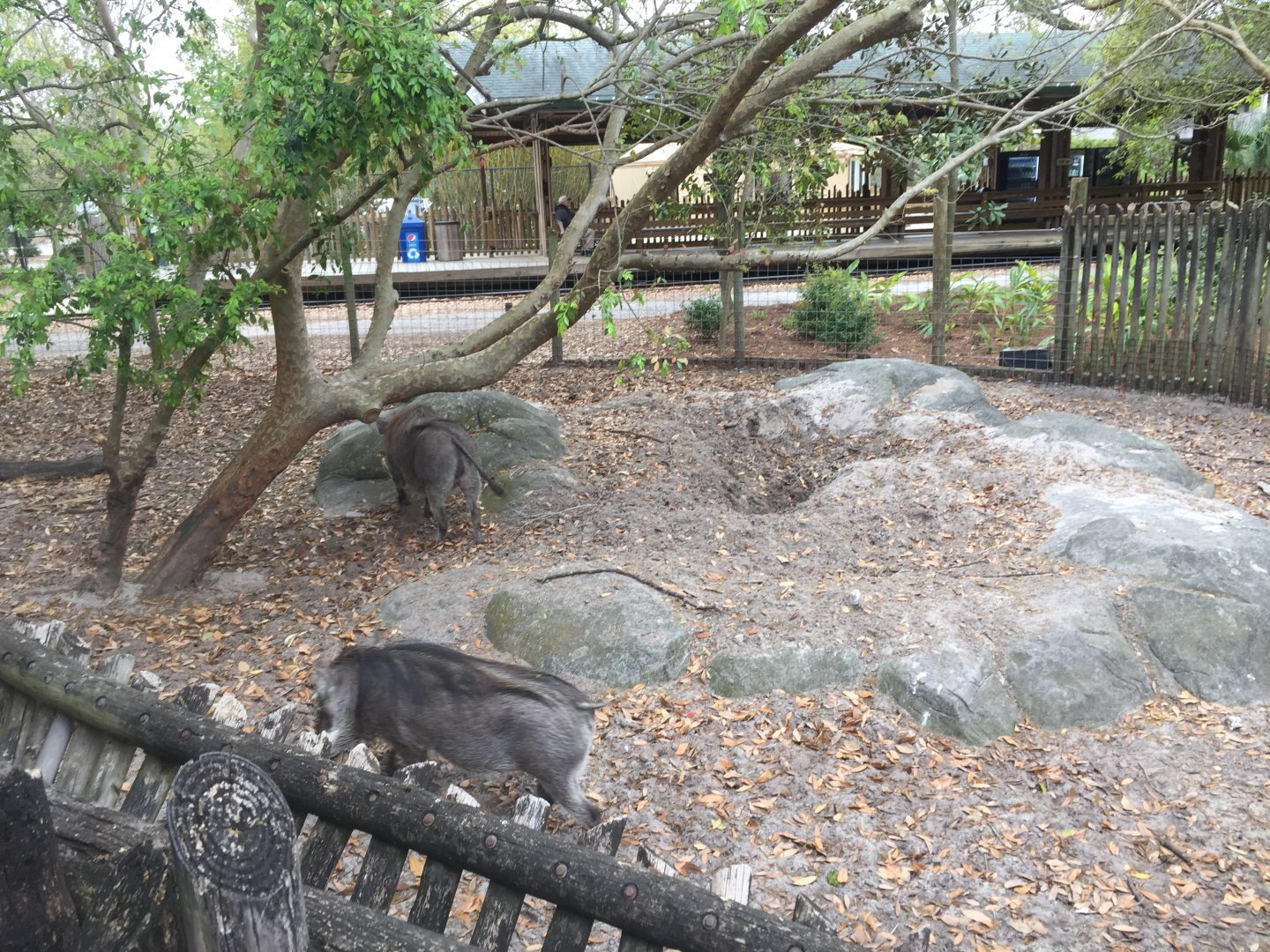 Plains of East Africa- Warthog