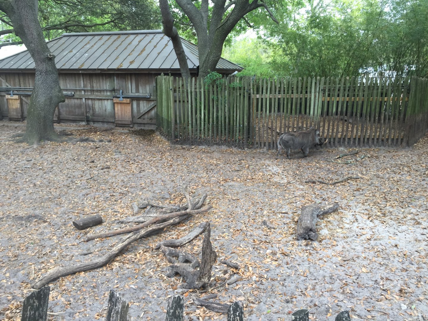 Plains of East Africa- Warthog