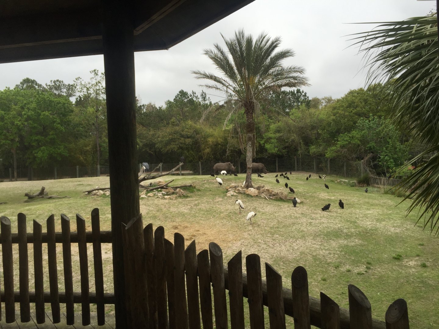 Plains of East Africa- White Rhinoceros/Greater Kudu/Bontebok/Ostrich/Birds