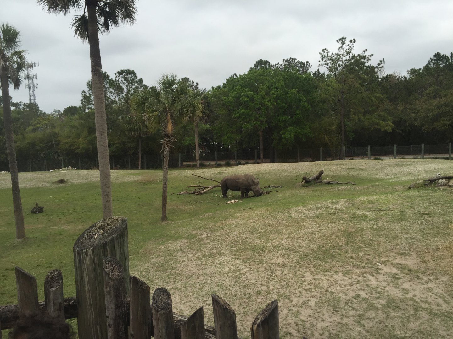 Plains of East Africa- White Rhinoceros/Greater Kudu/Bontebok/Ostrich/Birds