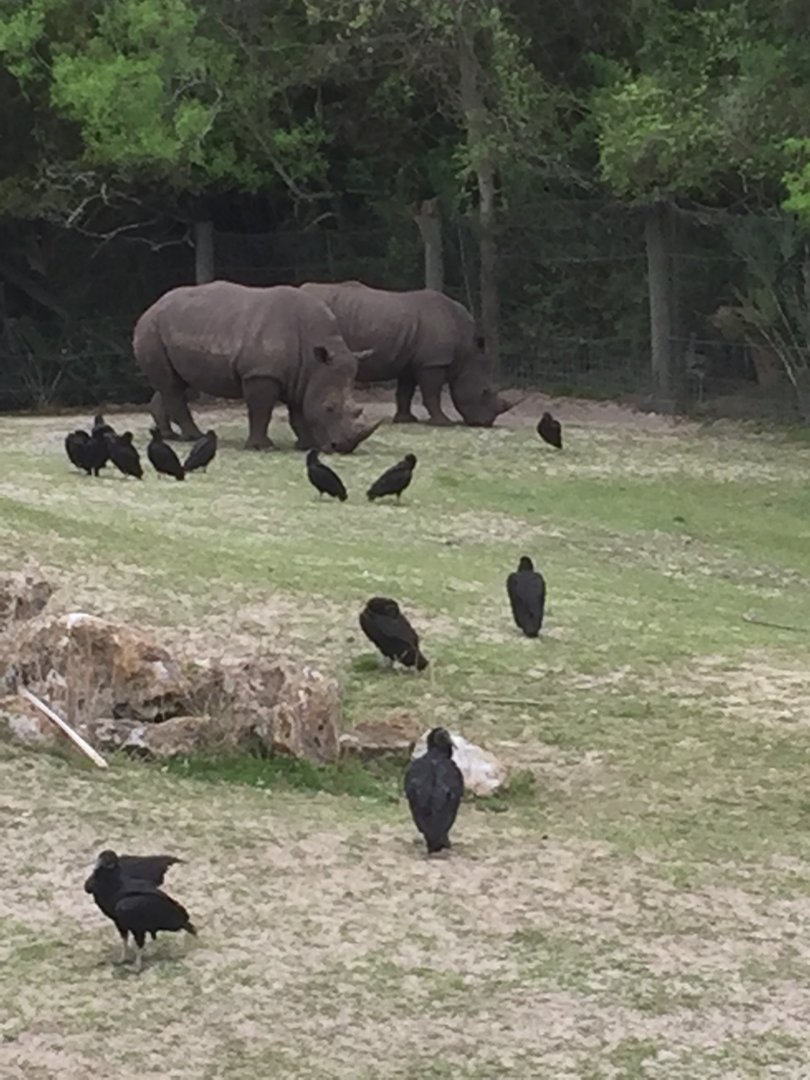 Plains of East Africa-White Rhinoceros/Greater Kudu/Bontebok/Ostrich/Birds