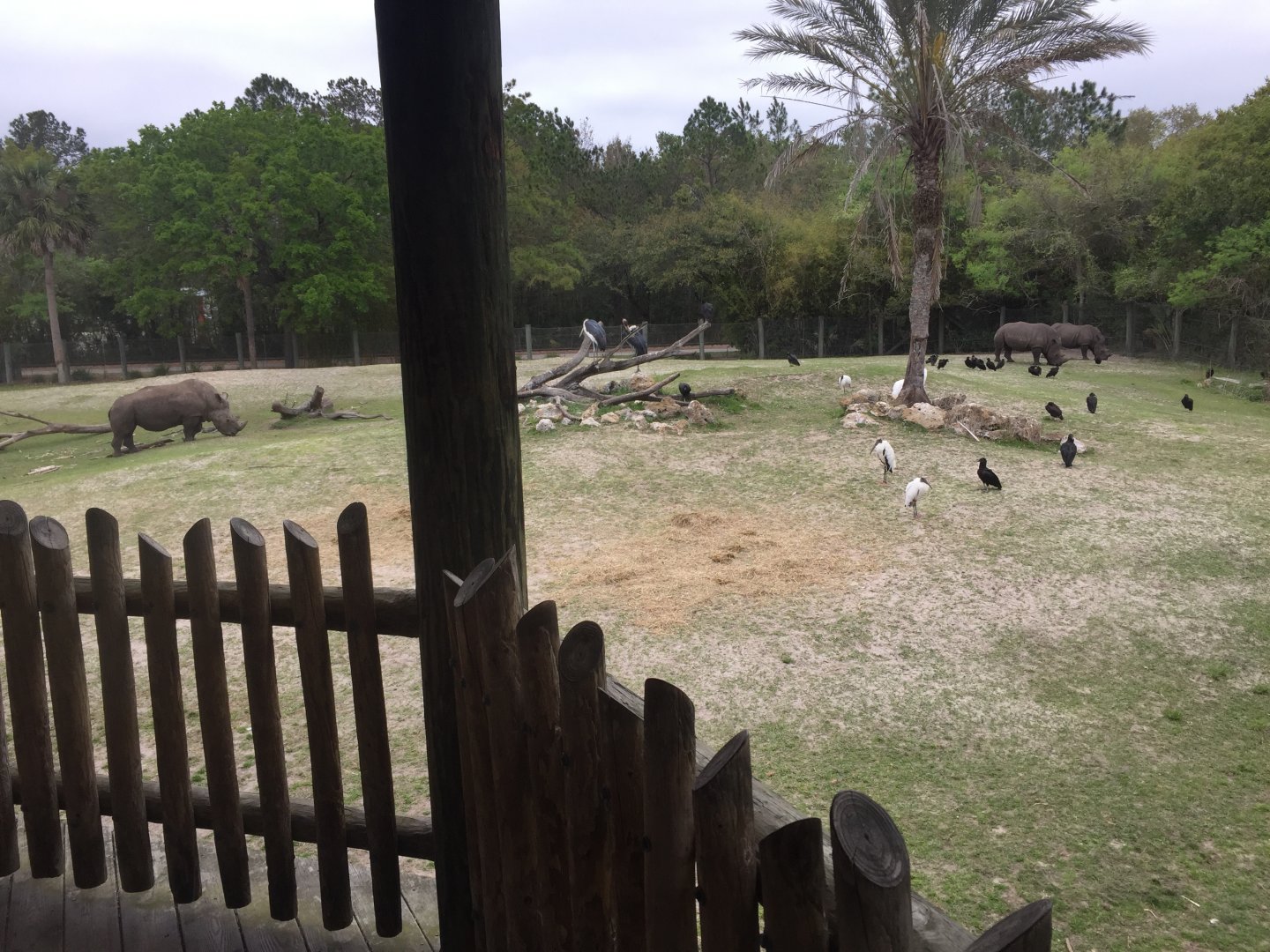 Plains of East Africa- White Rhinoceros/Greater Kudu/Bontebok/Ostrich/Birds