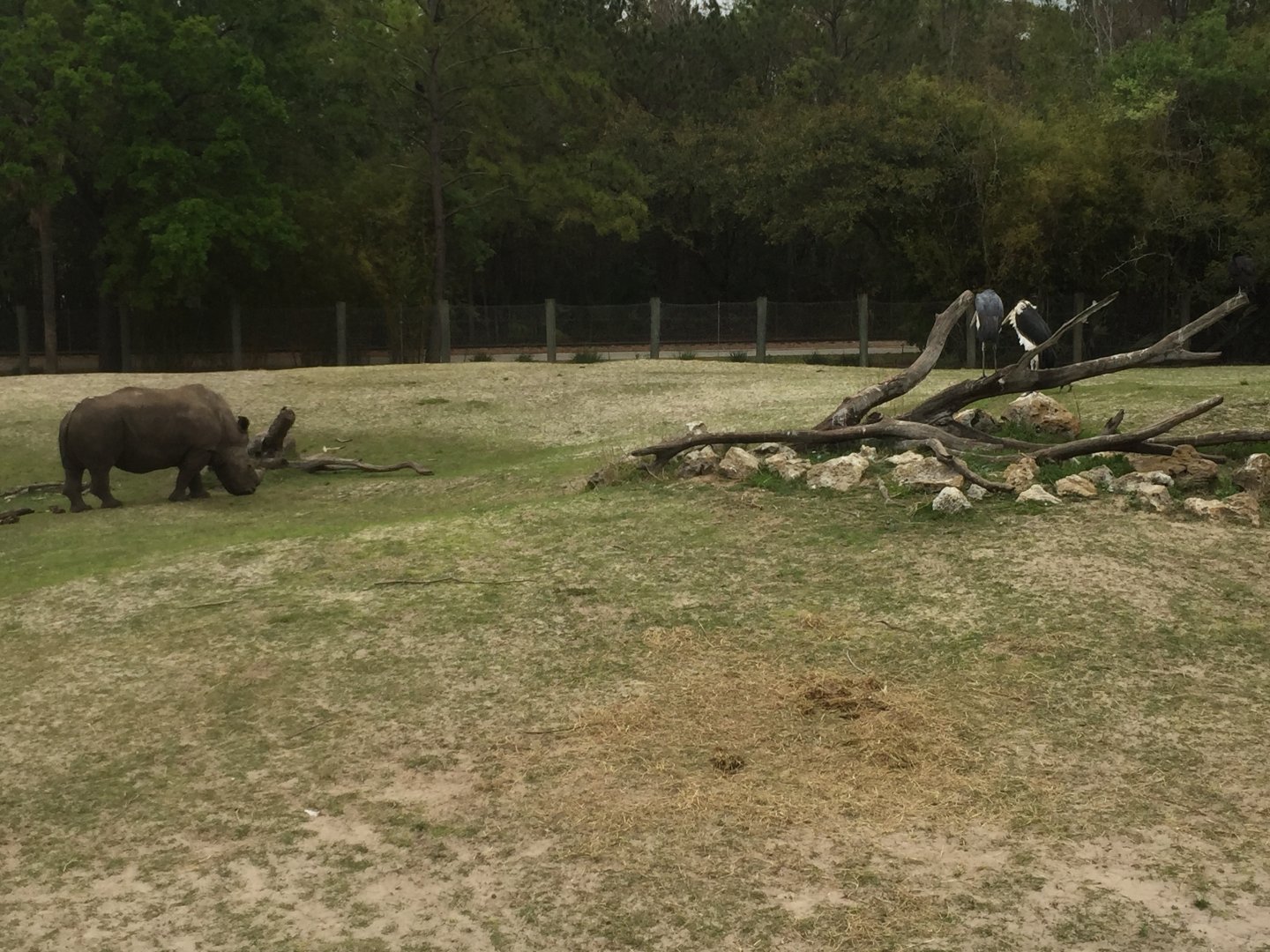 Plains of East Africa- White Rhinoceros/Greater Kudu/Bontebok/Ostrich/Birds