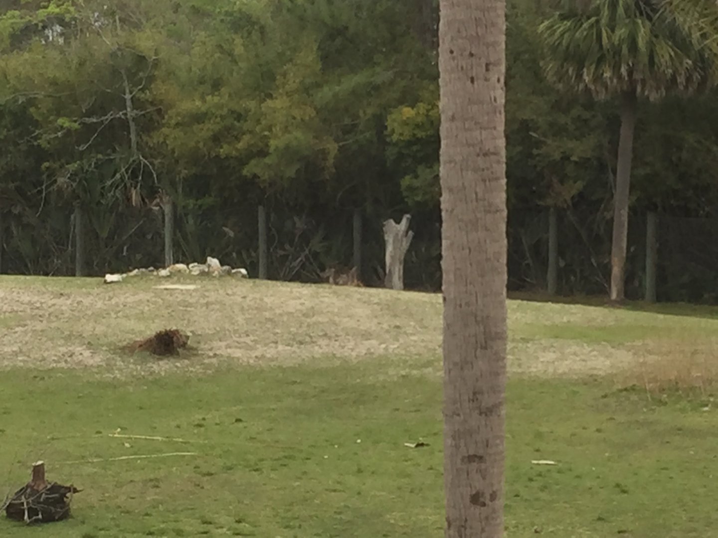 Plains of East Africa- White Rhinoceros/Greater Kudu/Bontebok/Ostrich/Birds