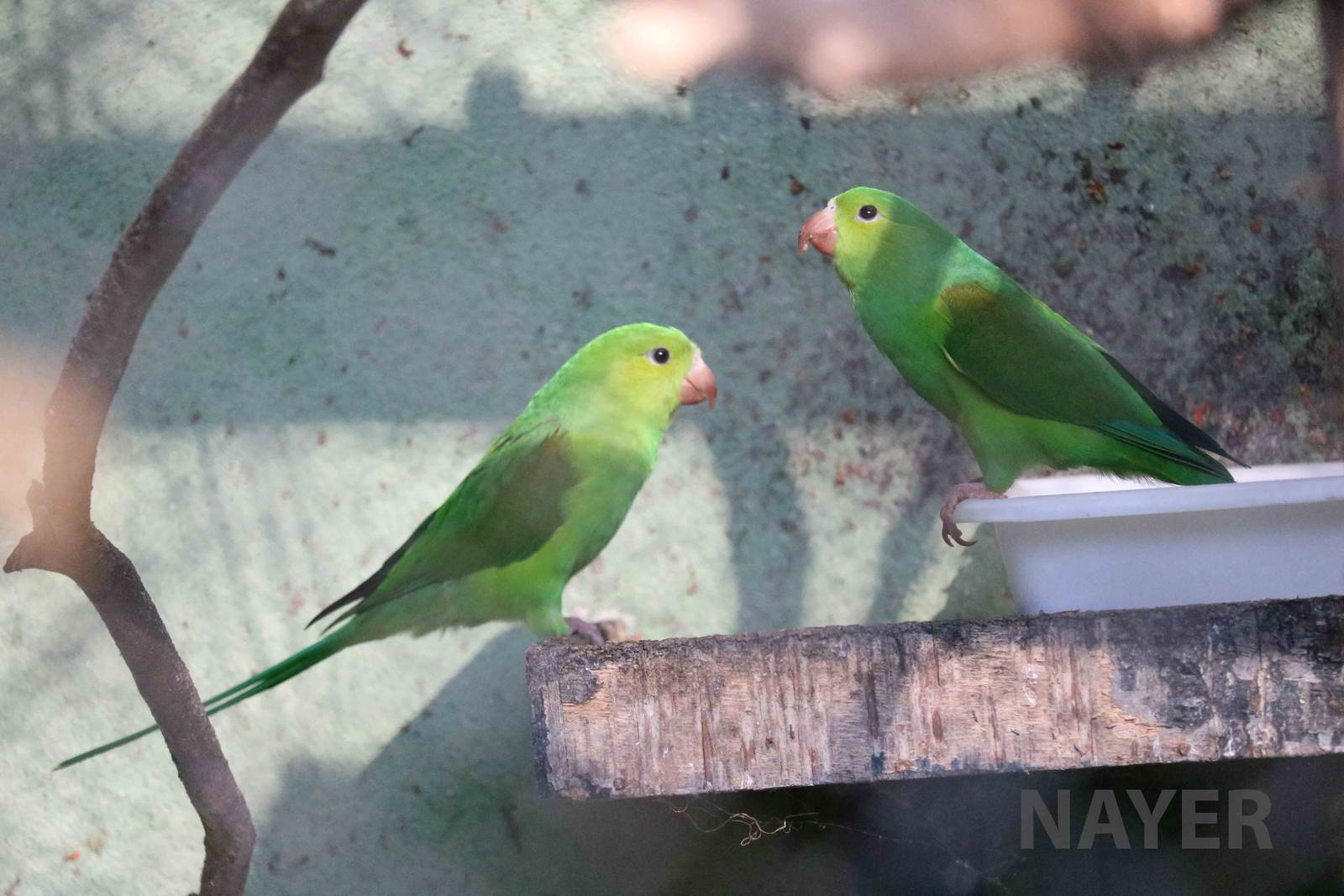 Plains parakeet, April 2016