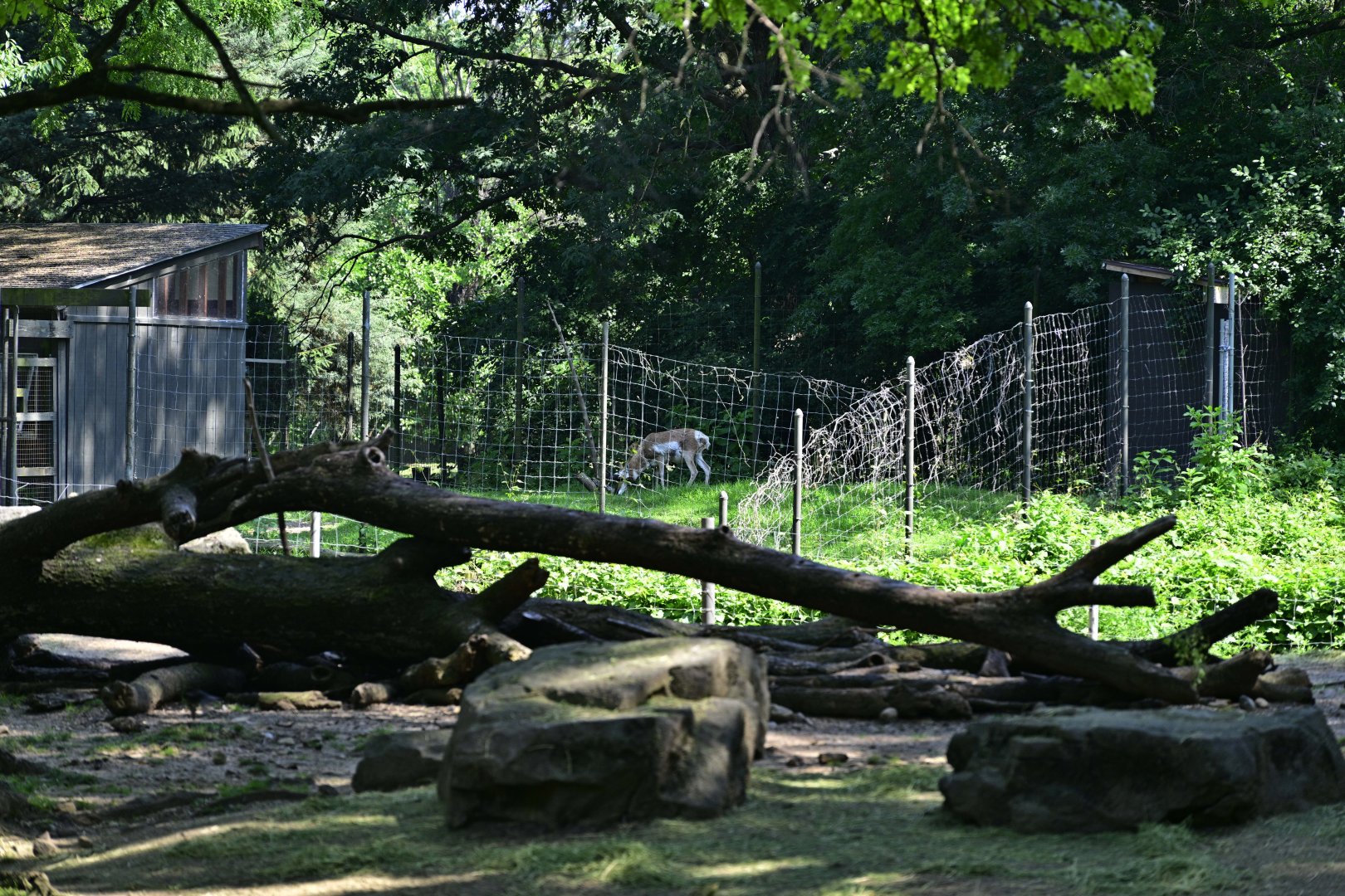 Plains - Pronghorn (Antilocapra americana)