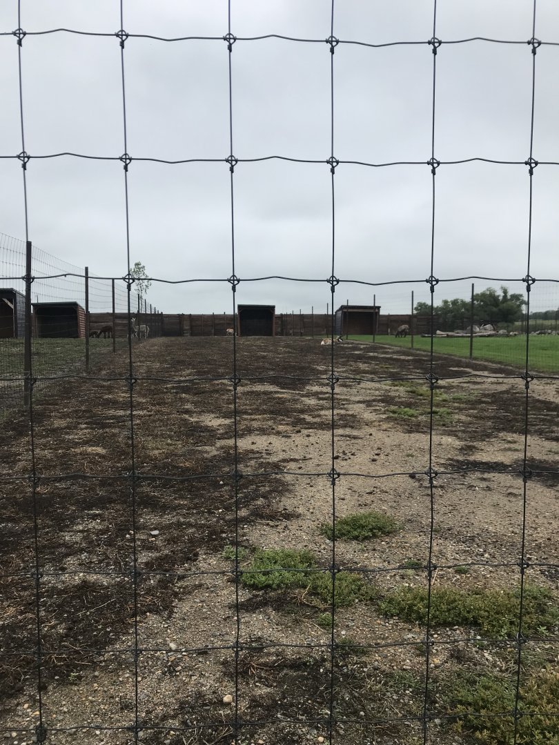 Plains Pronghorn Exhibit
