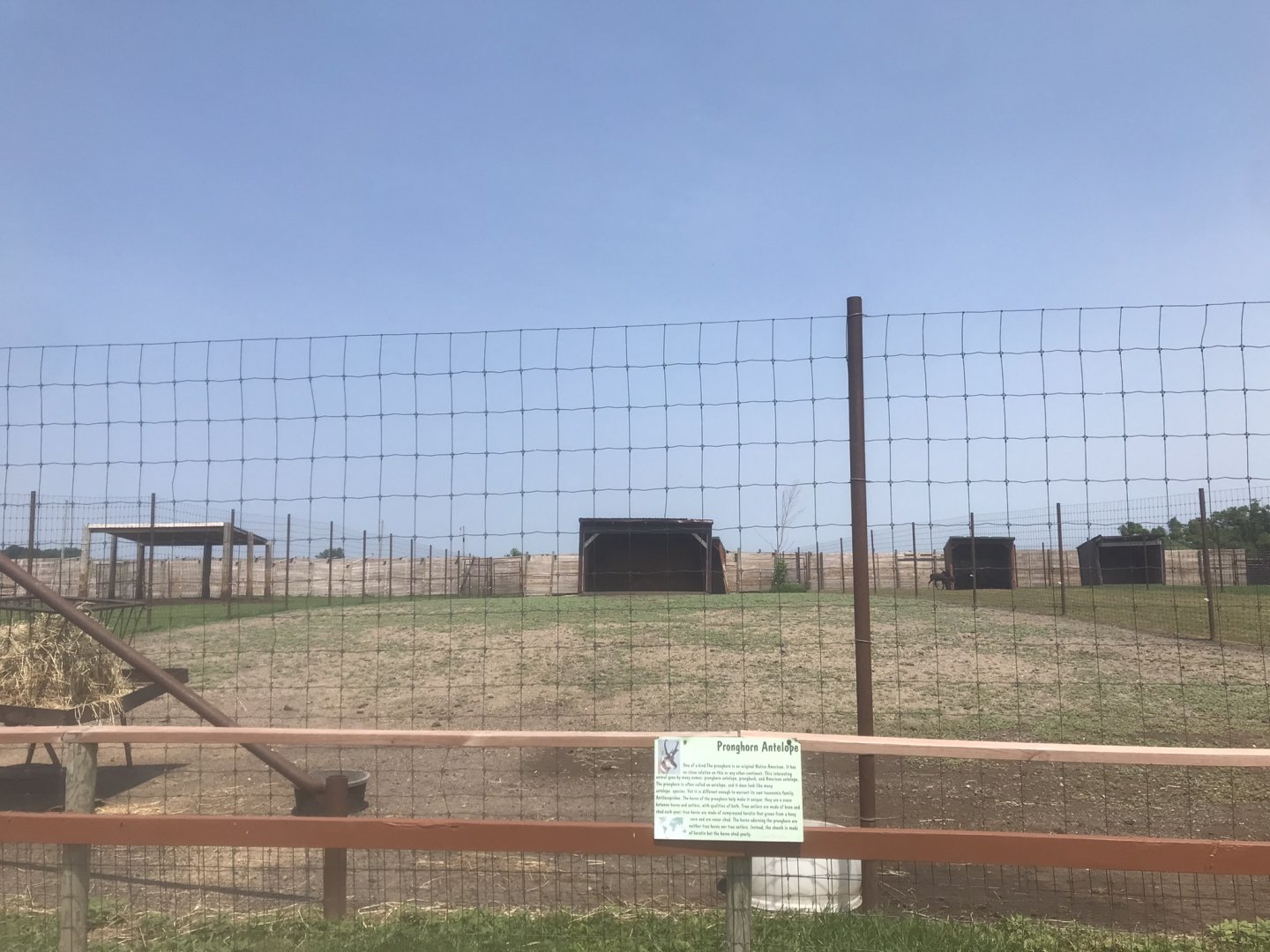 Plains Pronghorn Exhibit