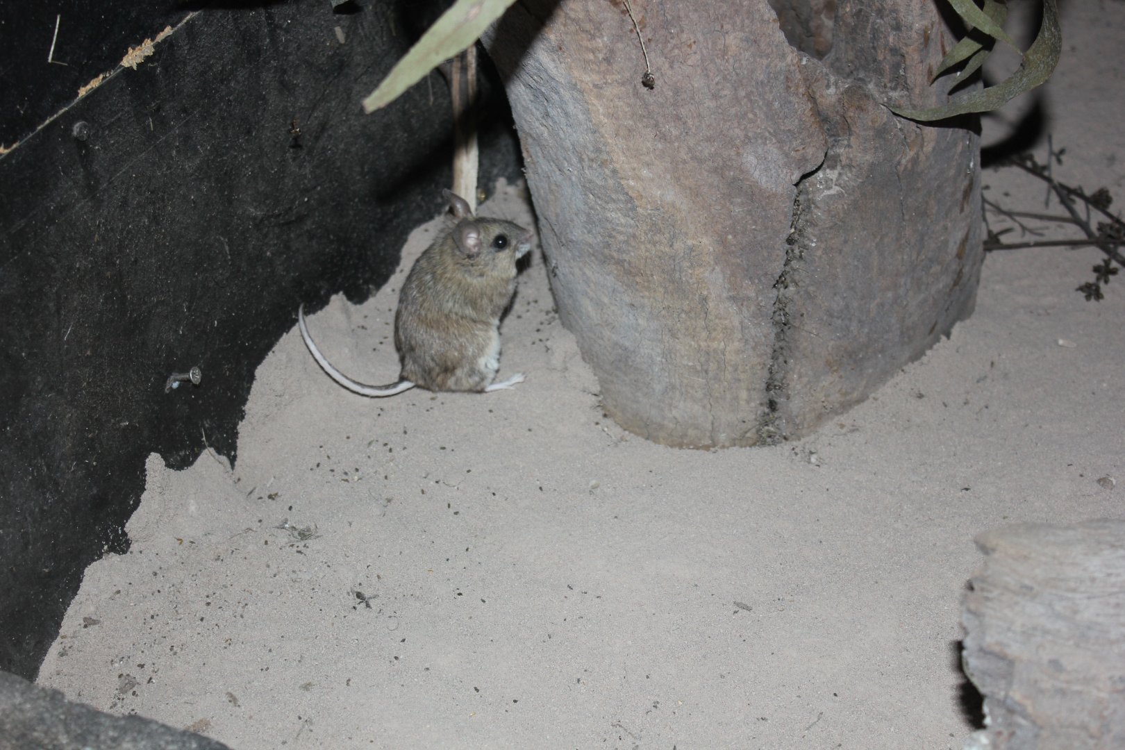 Plains Rat (Pseudomys australis)