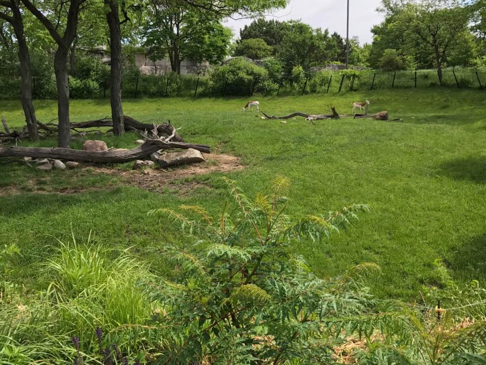 Plains- Reticulated Giraffe, Addra Gazelle