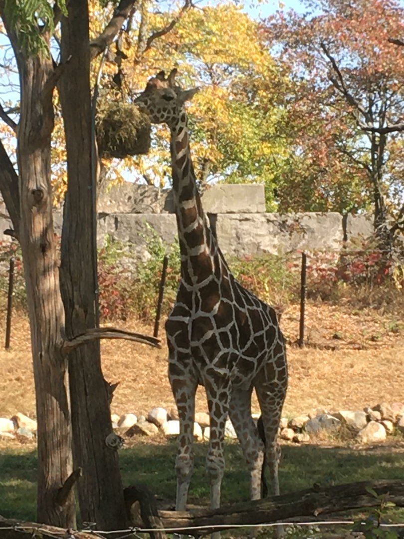 Plains - Reticulated Giraffe