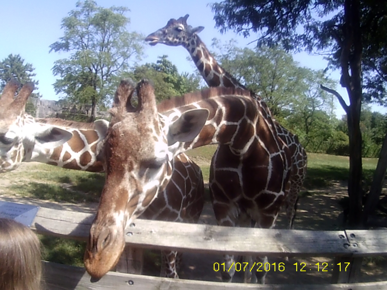 Plains - Reticulated Giraffes