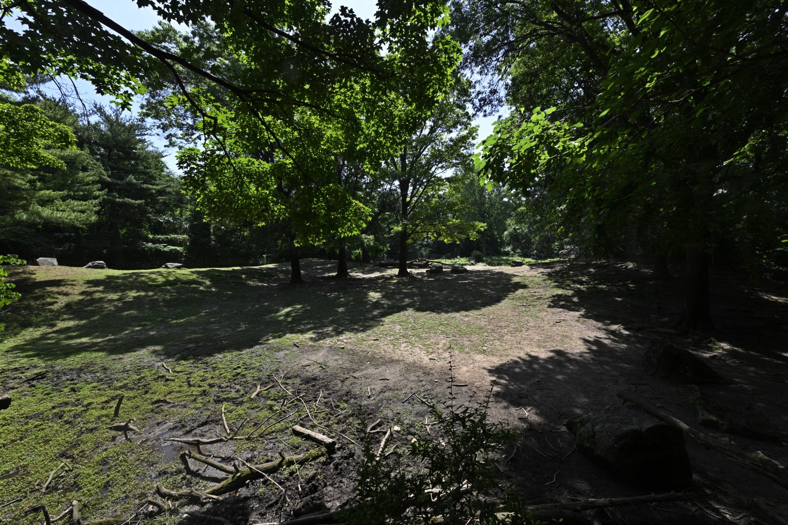 Plains - Roosevelt Elk (Cervus canadensis roosevelti) Exhibit