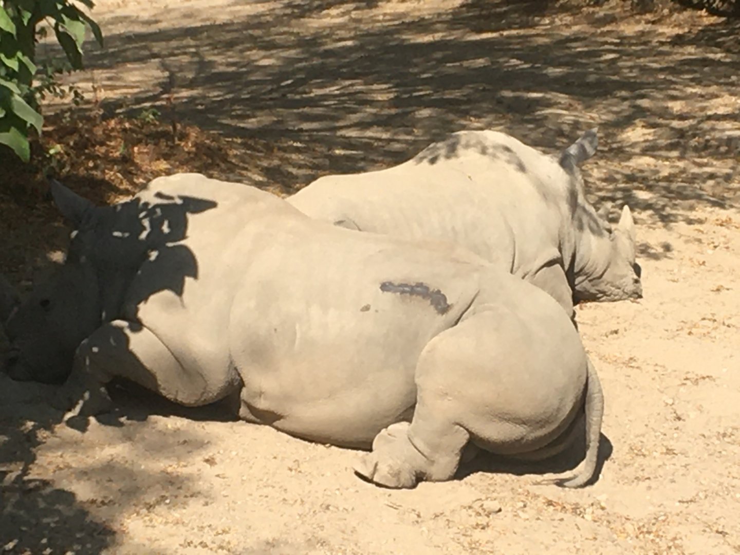 Plains - Southern White Rhinos
