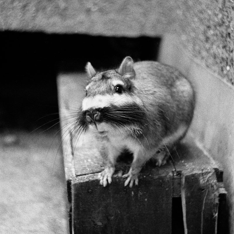 Plains viscacha 1972