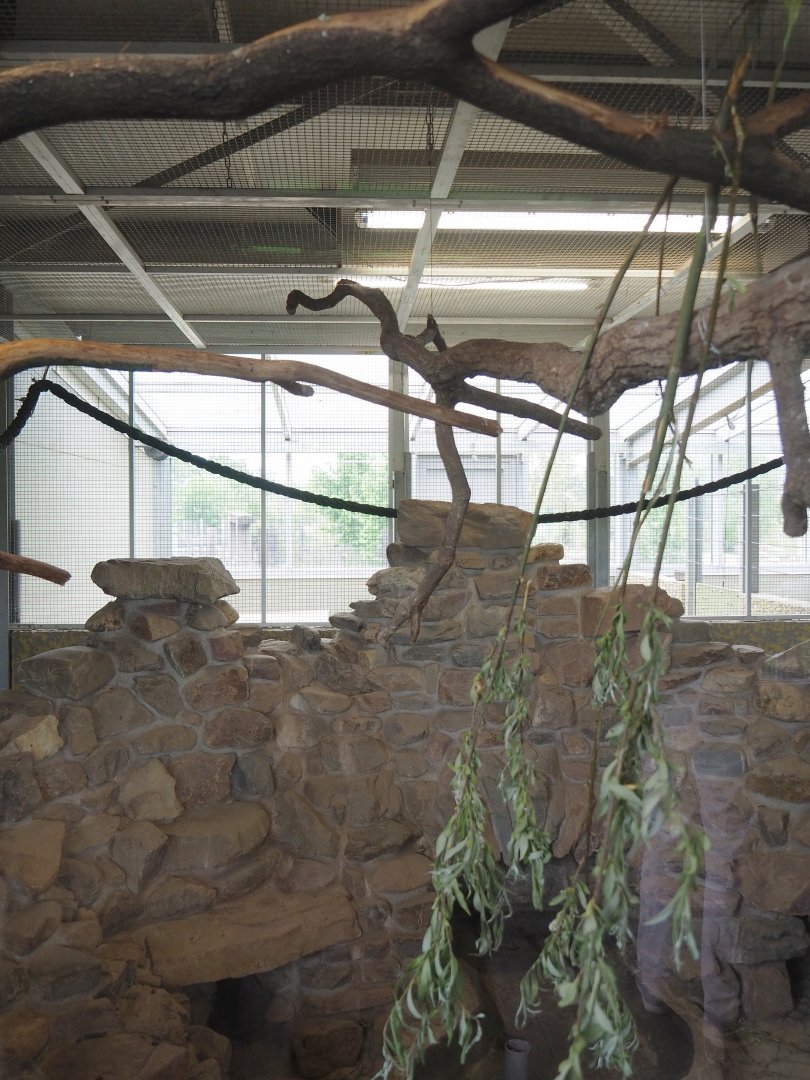 Plains viscacha, Amazon parrot and Blue-headed macaw indoor exhibit, 2022-05-17