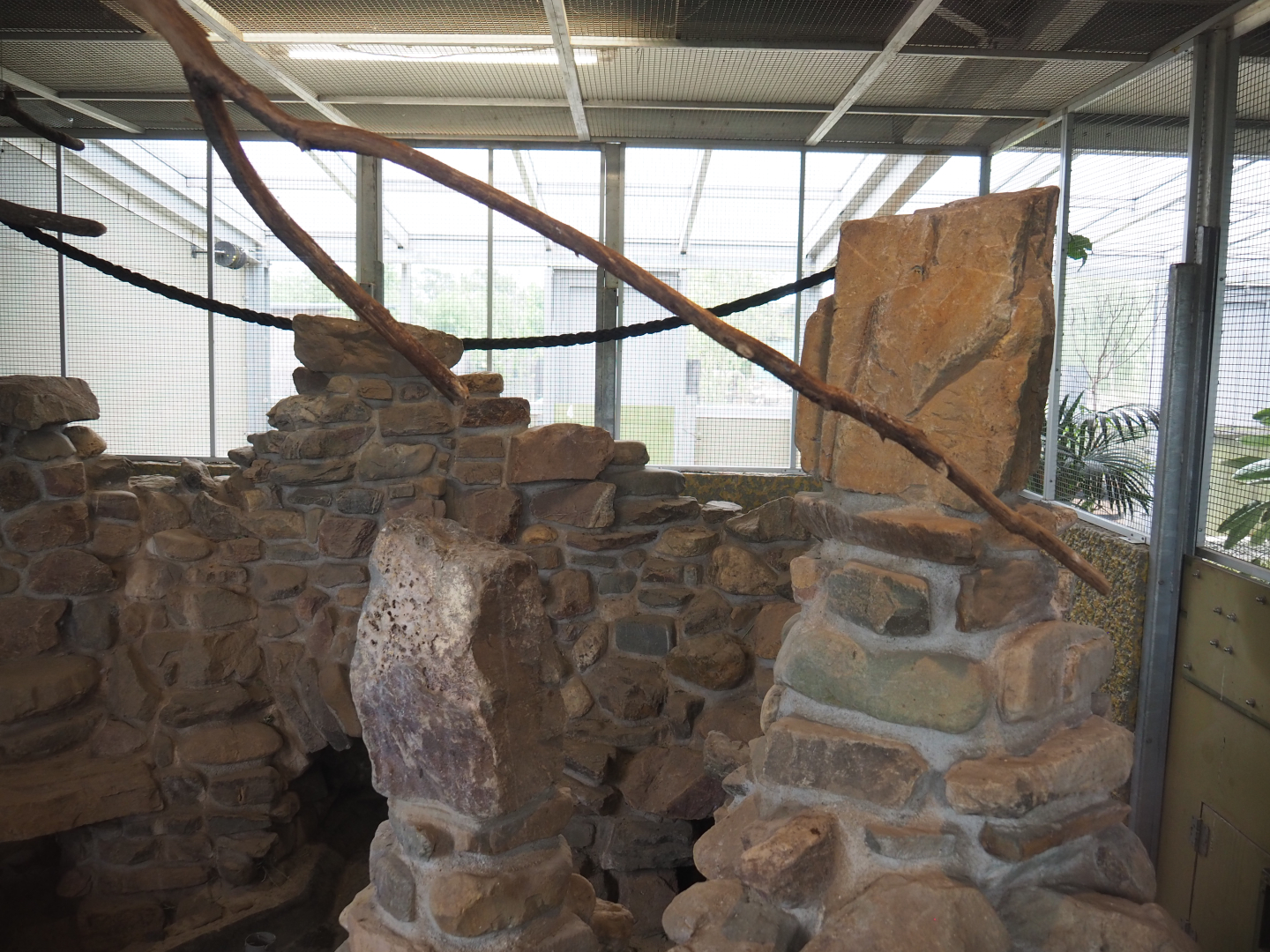 Plains viscacha, Amazon parrot and Blue-headed macaw indoor exhibit, 2022-05-17