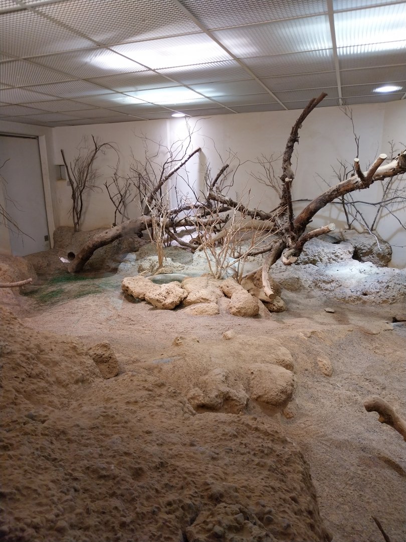 Plains viscacha and burrowing owl enclosure