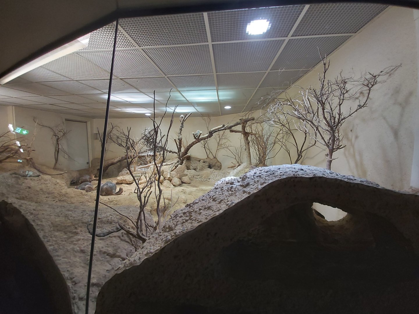 Plains viscacha and burrowing owl exhibit - Exotarium
