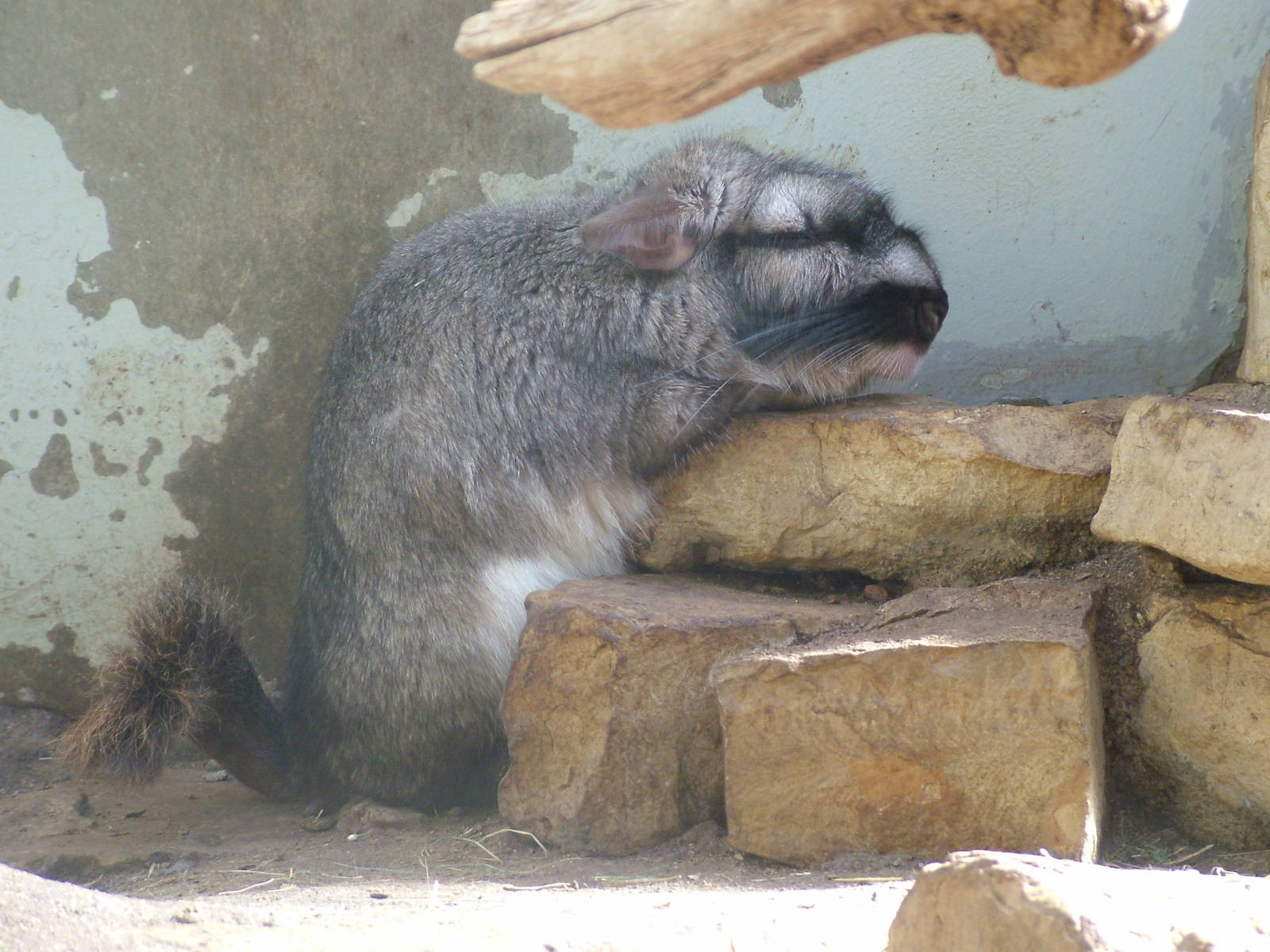 Plains Viscacha at Wilhelma, Stuttgart 02/09/10
