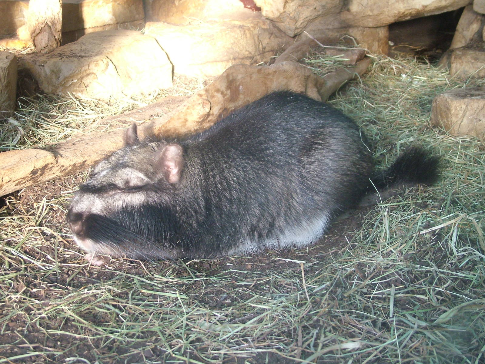 Plains Viscacha at Wilhelma, Stuttgart 08/09/06