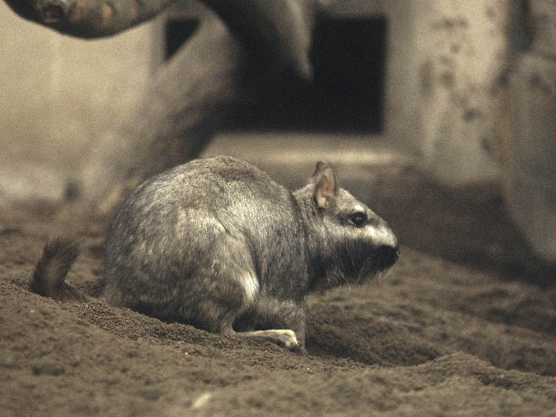 Plains Viscacha, Chester 1974