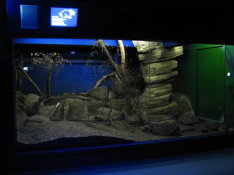 Plains Viscacha Enclosure (Nocturama)