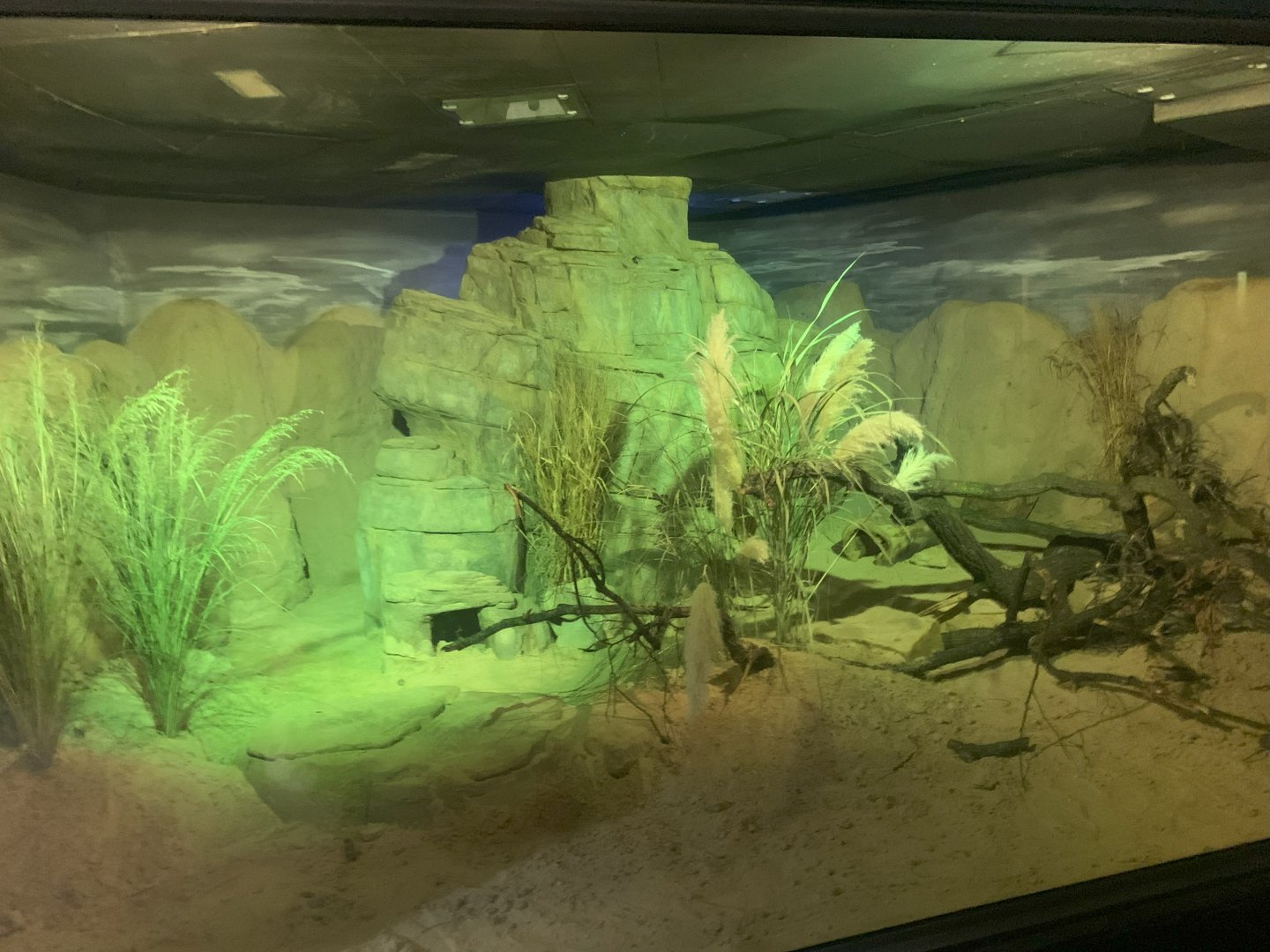 Plains Viscacha enclosure