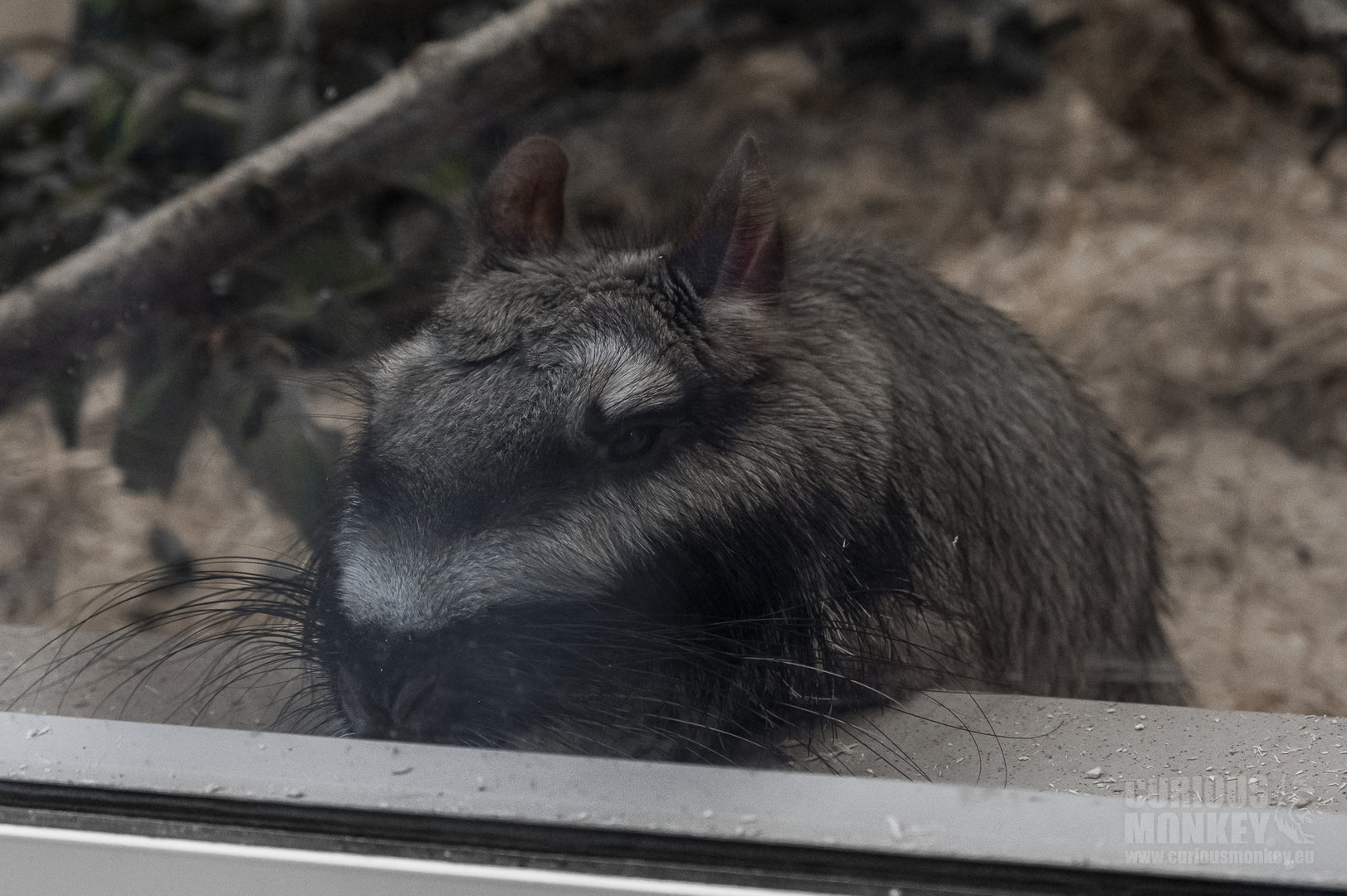 Plains Viscacha (lagostomus maximus) 08/23
