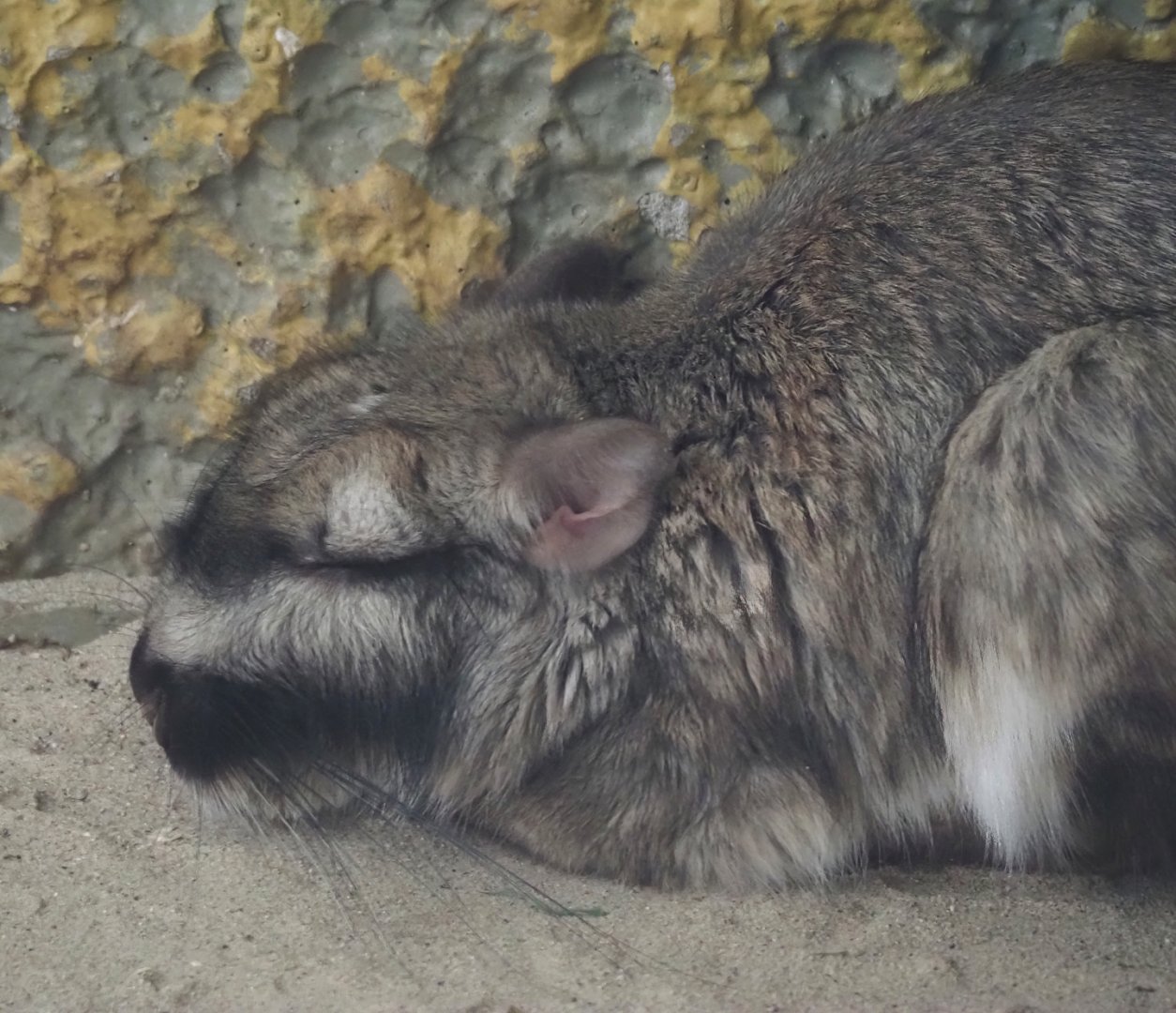 Plains viscacha (Lagostomus maximus), 2025-04-12