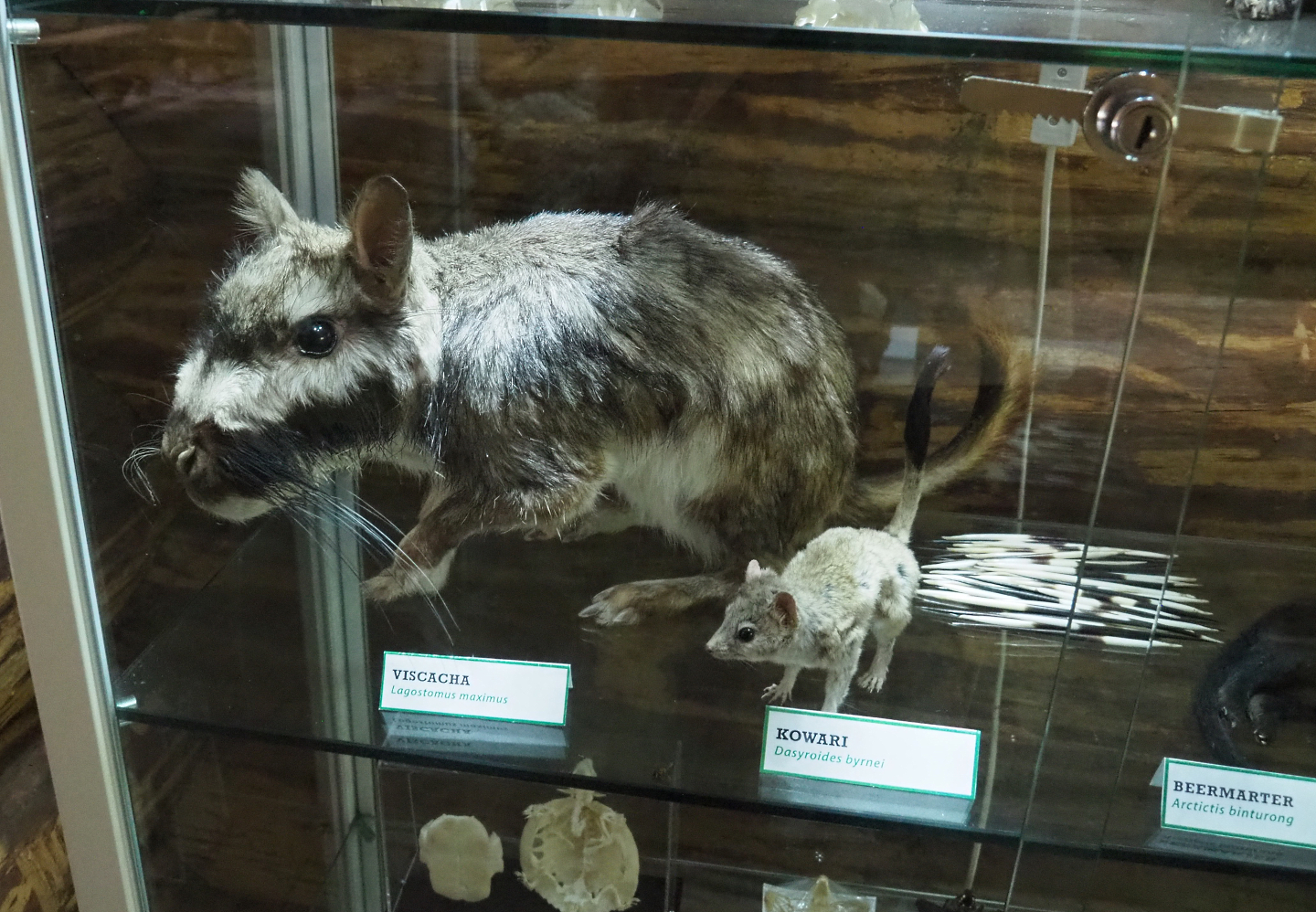 Plains viscacha (Lagostomus maximus) and Kowari (Dasyuroides byrnei) specimens, 2022-05-17