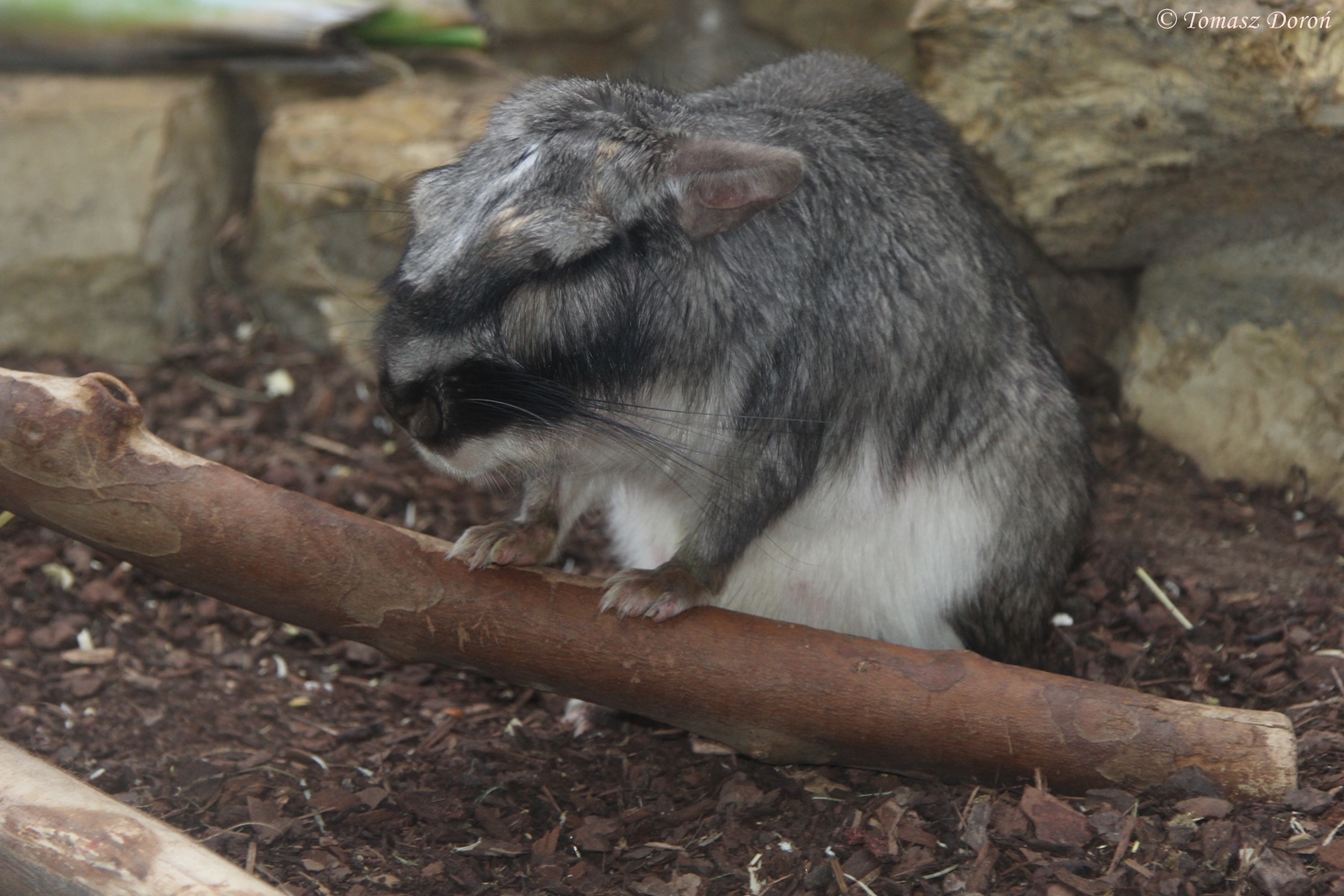 Plains Viscacha (Lagostomus maximus), October 2014