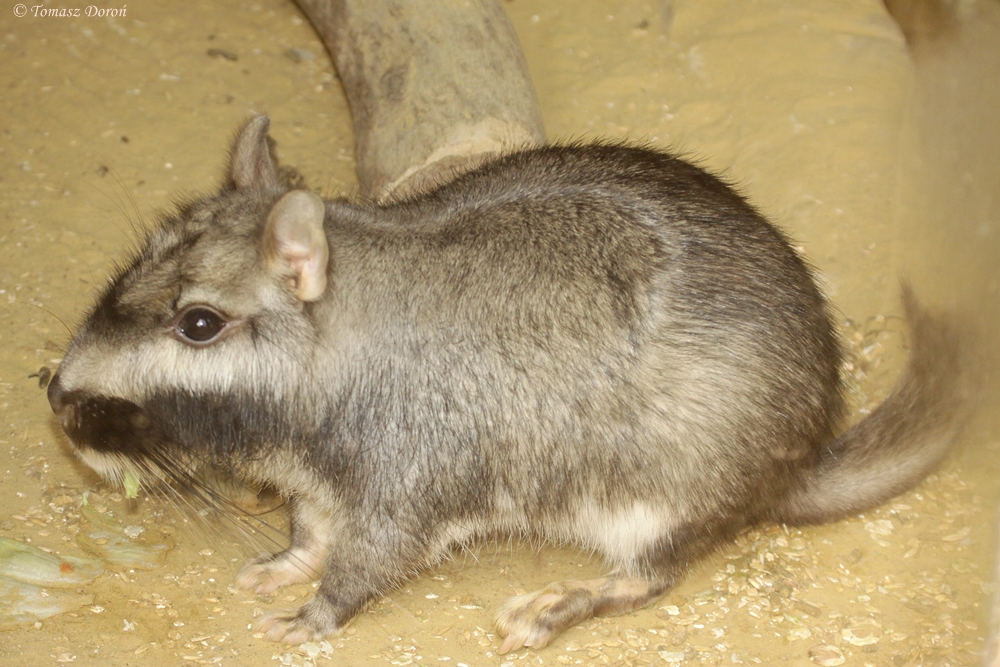 Plains Viscacha (Lagostomus maximus)