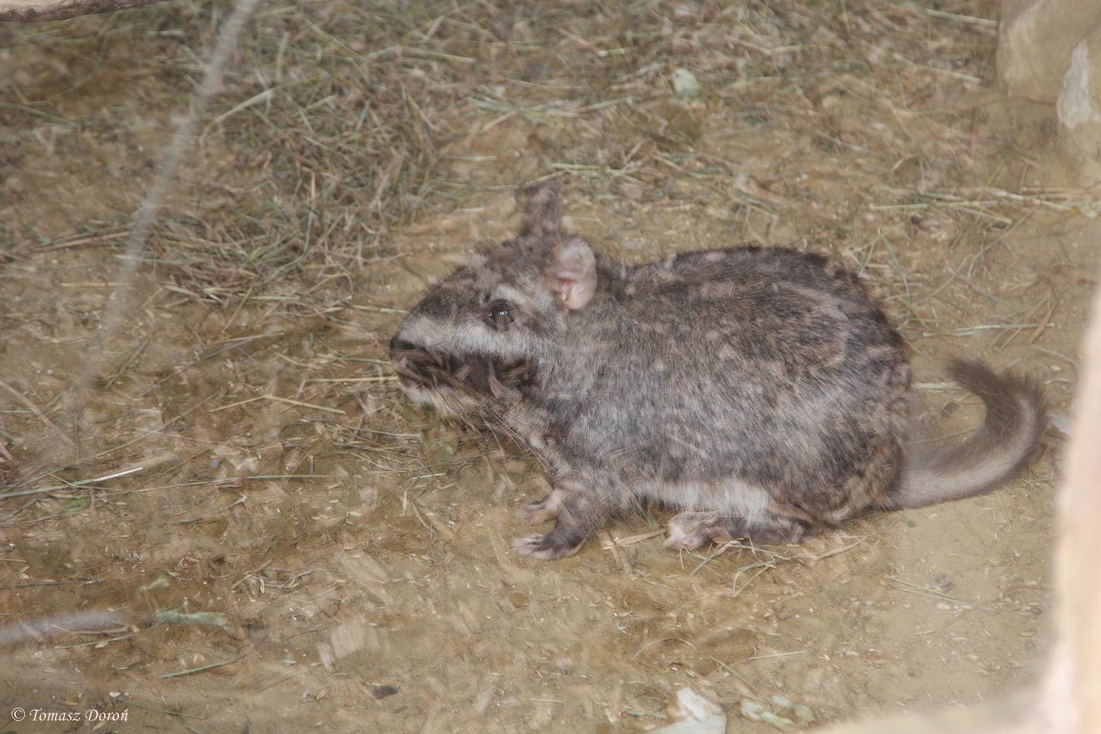 Plains Viscacha (Lagostomus maximus)